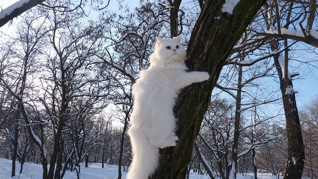 dangers de l'hiver pour les chats chat-chat hiver-chat interieur-cat winter-cat-